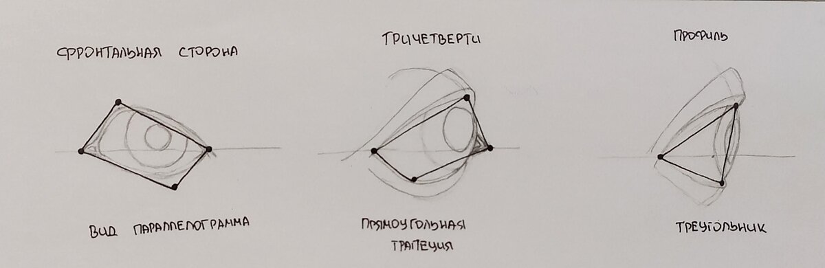 Конструкция глаза рисунок