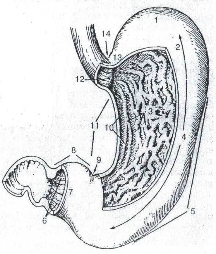                                  Изображение человеческого желудка изнутри