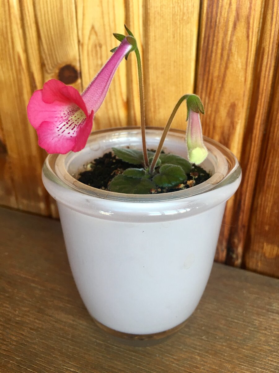 На балконе при свете дня...