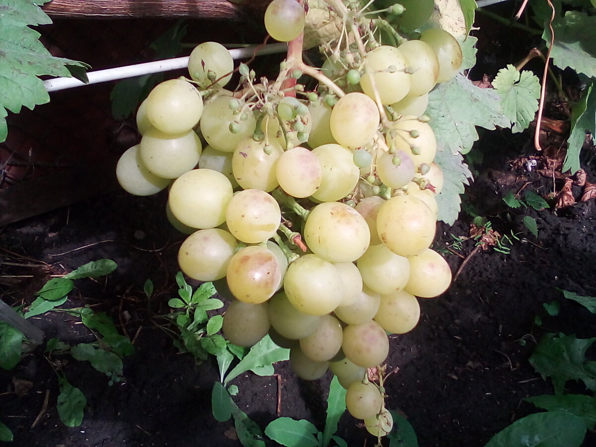 Сибирский (наш) виноград.  