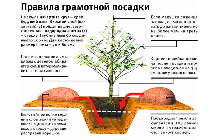 Как правильно посадить деревья в саду