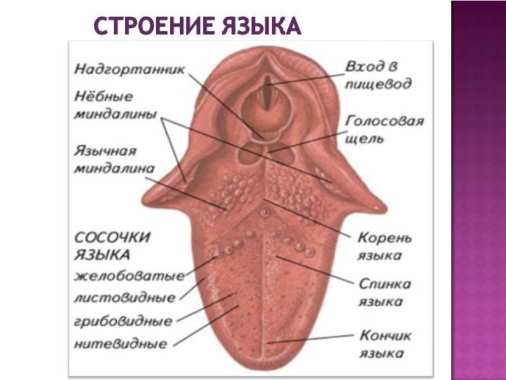 Как должен выглядеть язык человека