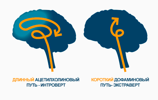 Изображение взято с сайта introvertway.ru