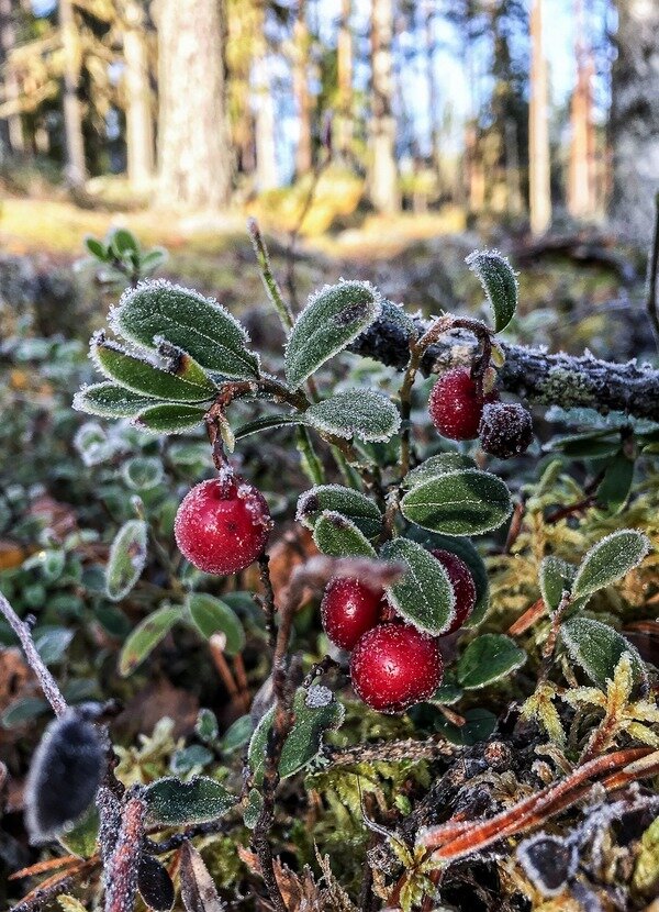 Источник: https://cdn.pixabay.com/photo/2017/11/24/20/50/cowberry-2975687_960_720.jpg