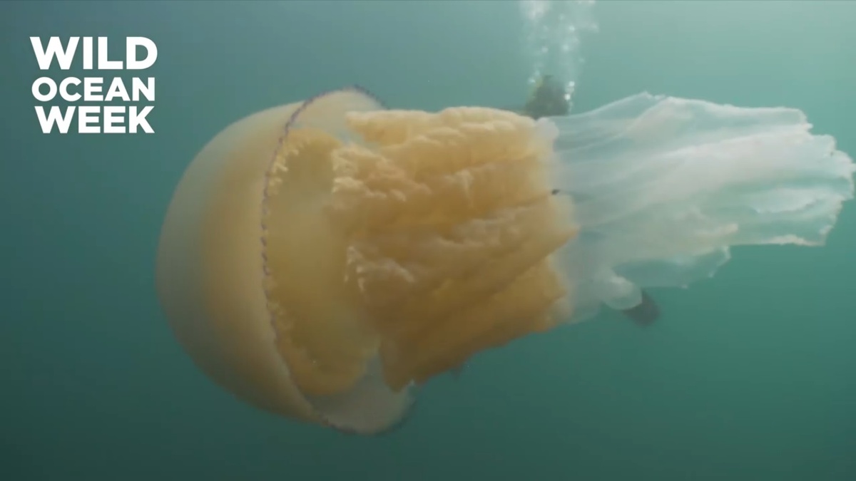 Источник: WILD OCEAN WEEK