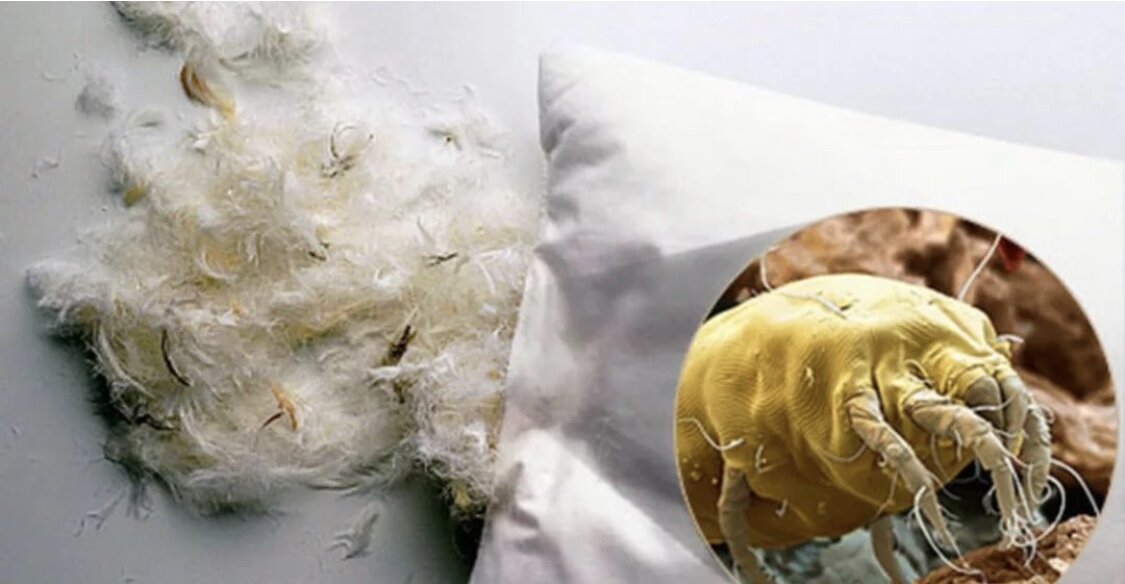 Пылевой клещ