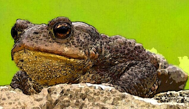 Возможно, это заколдованная царевна...