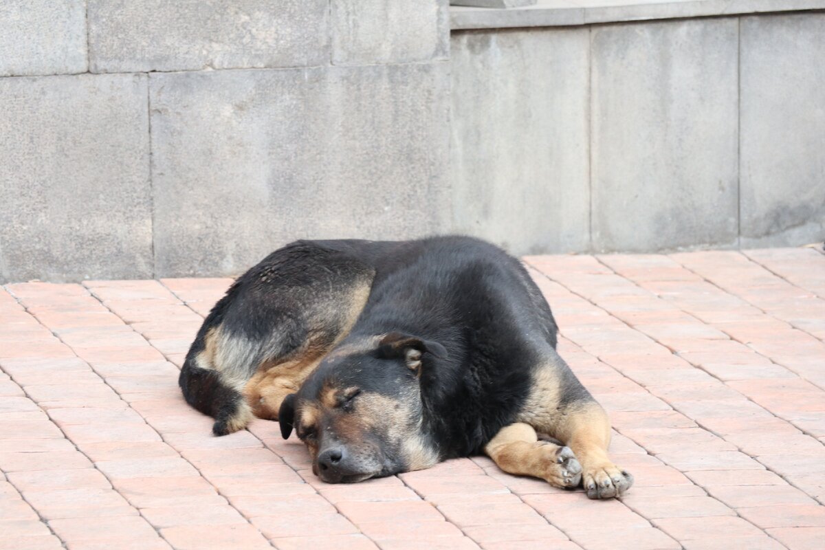 Армения – страна счастливых и ласковых собак
