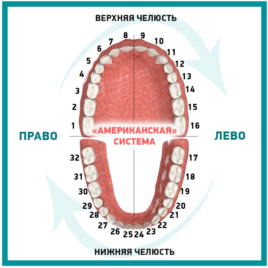 Рту сколько их. Нумерация зубов. Нумерация зубов у взрослого человека. Схема зубов человека. Схема зубов у взрослого.