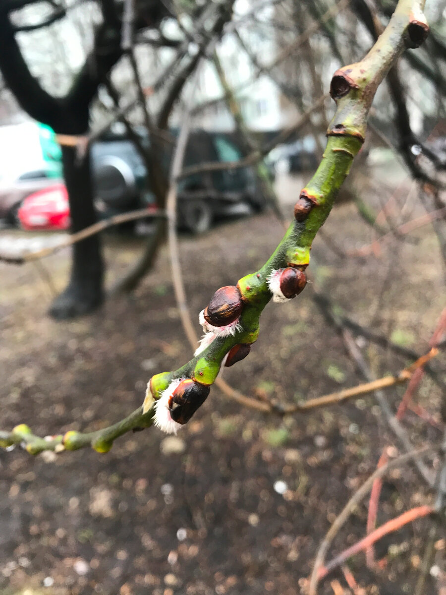 Весна в Химках. Фото из личного архива