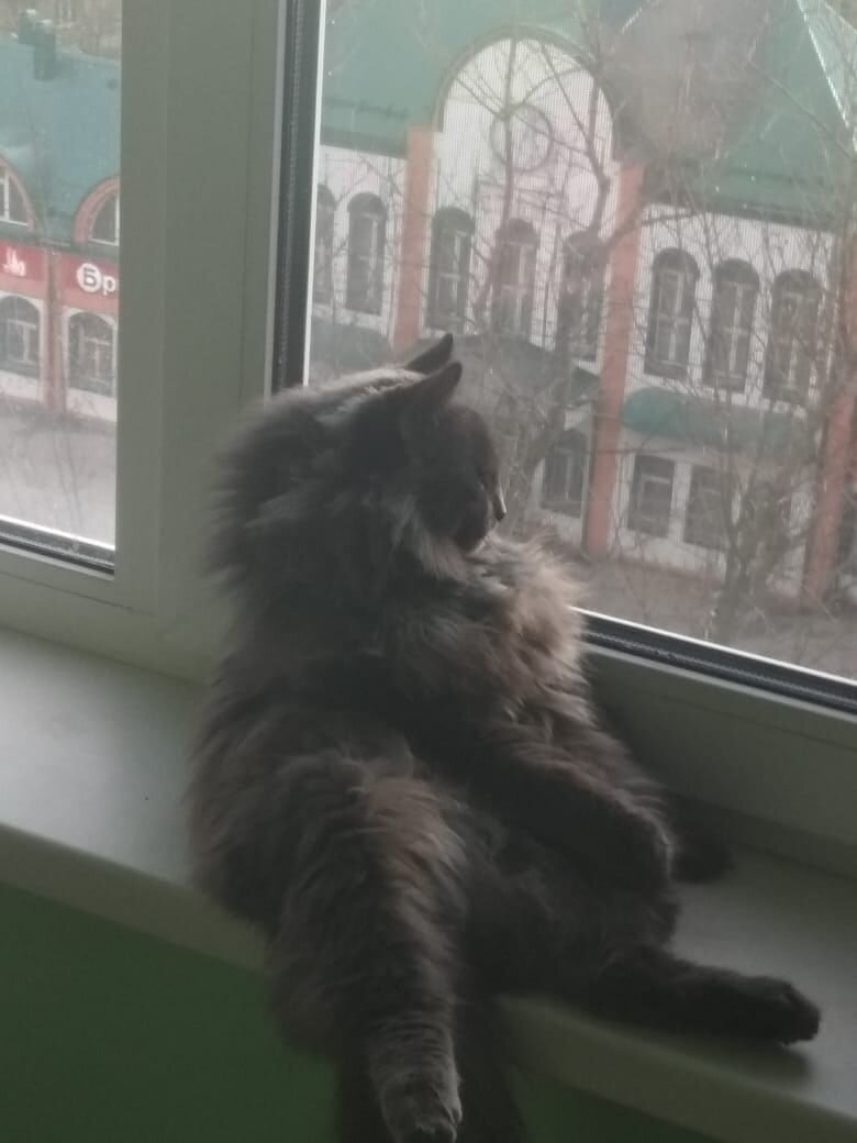 Мой кот прямое отражение моего внутреннего эмоционального состояния))