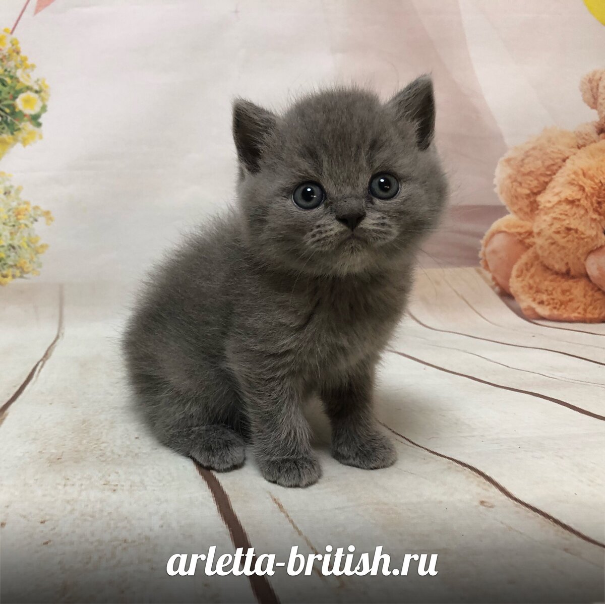 Британский котенок питомник House Arletta British