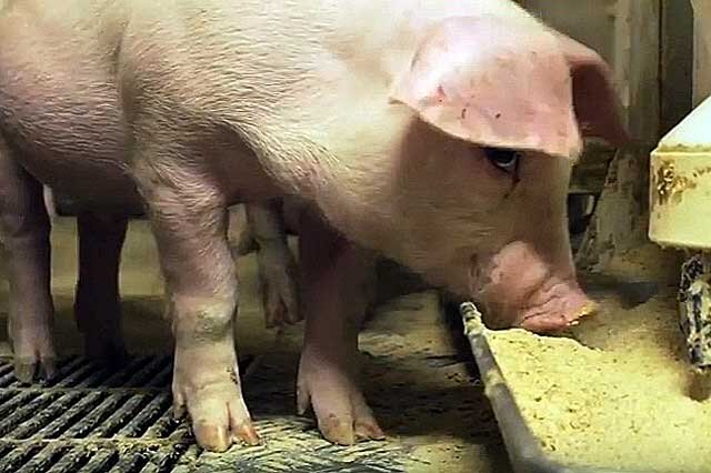 Как добиться рентабельности в свиноводстве?
