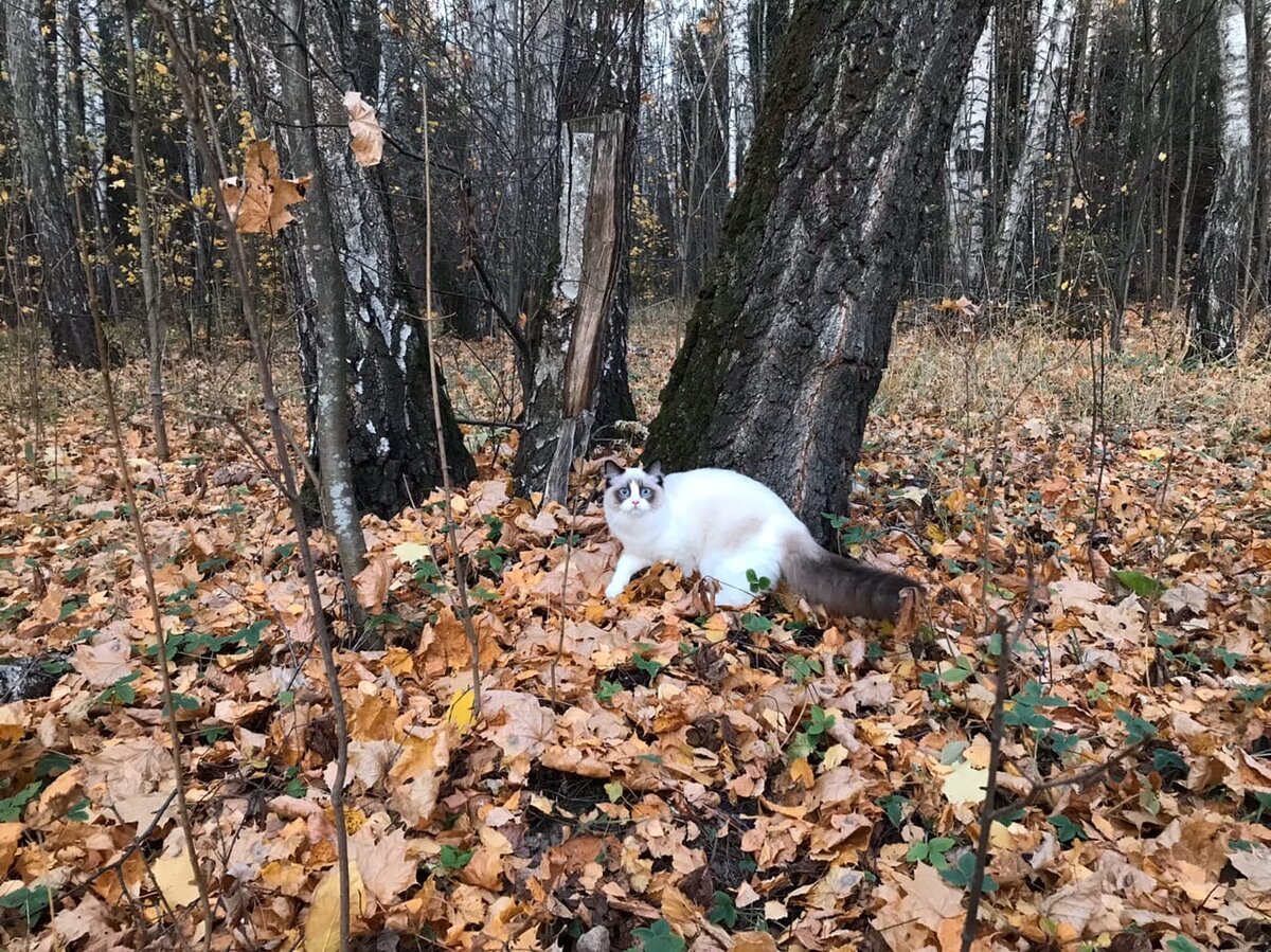 Наша осенняя фотосессия. | Записки заводчика кошек. | Дзен