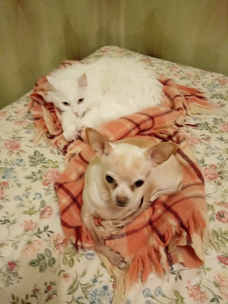 Вы только посмотрите на её взгляд! Точно думает: как же вы все меня достали)) 