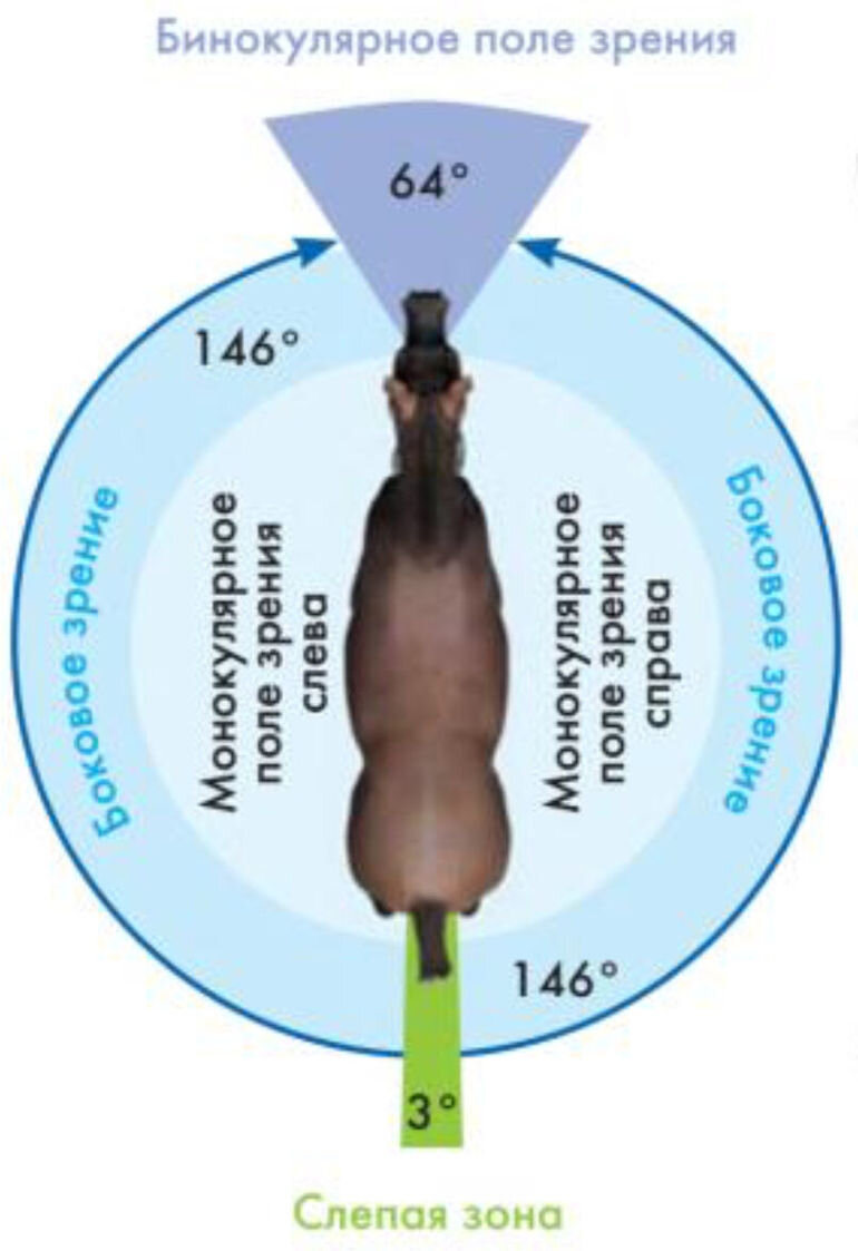 Источник изображения: https://shnyagi.net/388073-CHto-chuvstvujut-loshadi/amp.html 