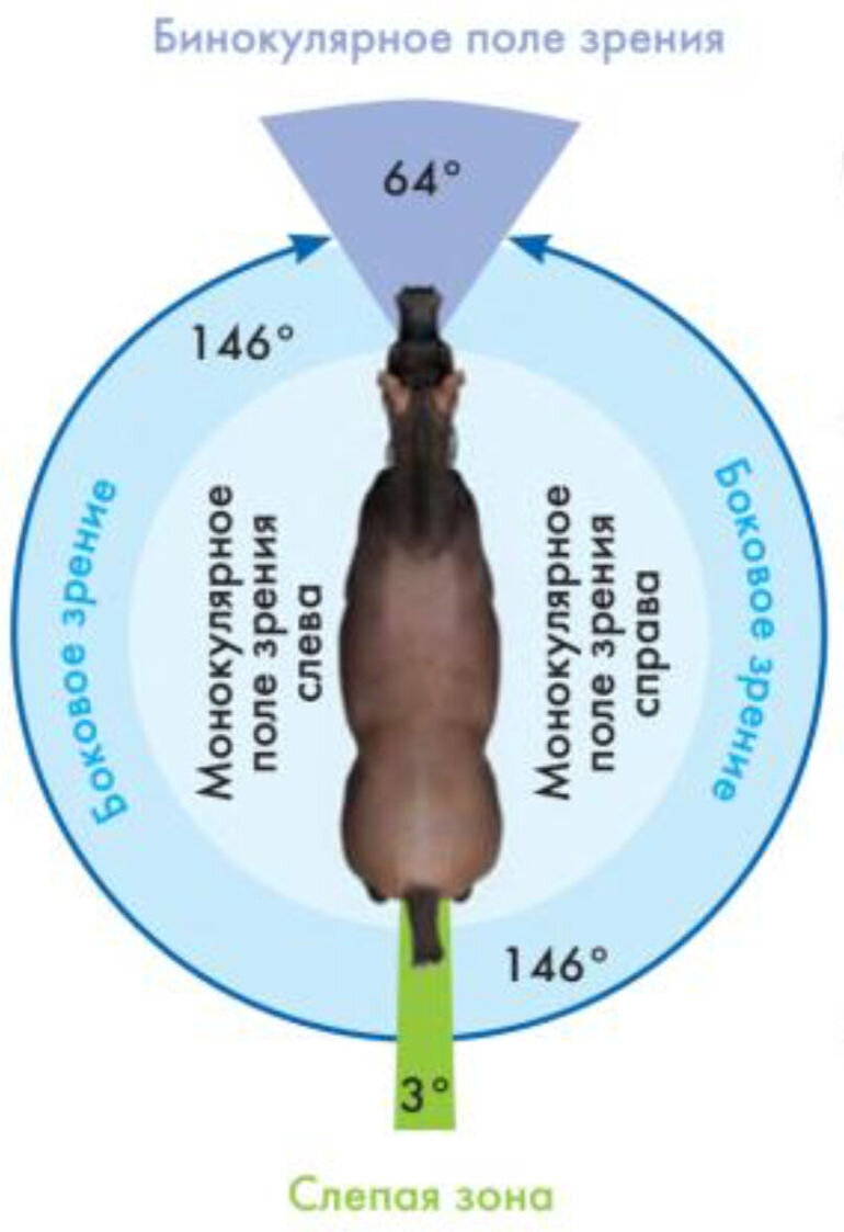 Как видит лошадь. Зрение лошади. Поле зрения лошади. Бинокулярное зрение лошади. Угол зрения лошади.