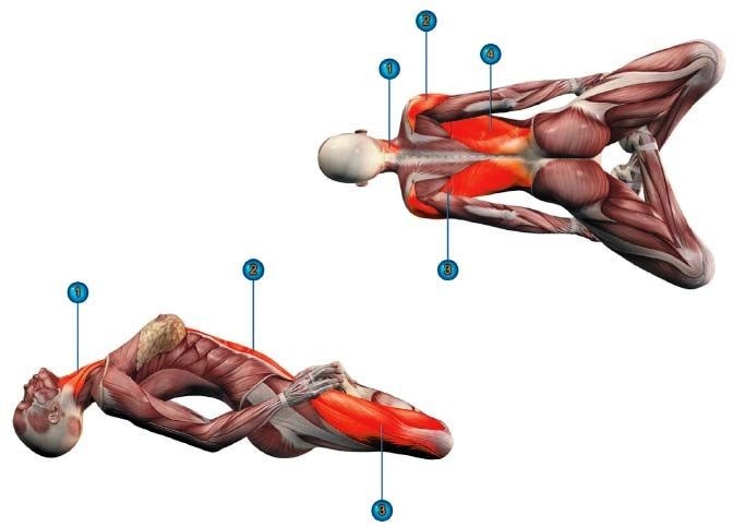 Красным обозначены мышцы, которые тянутся 