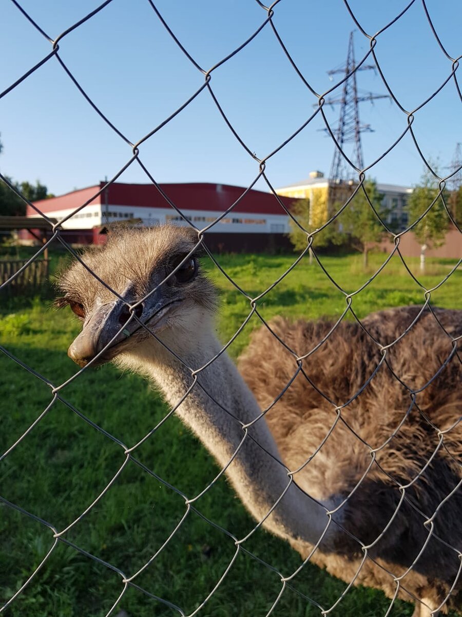 Милашка страус всем желает любви и много денег)))