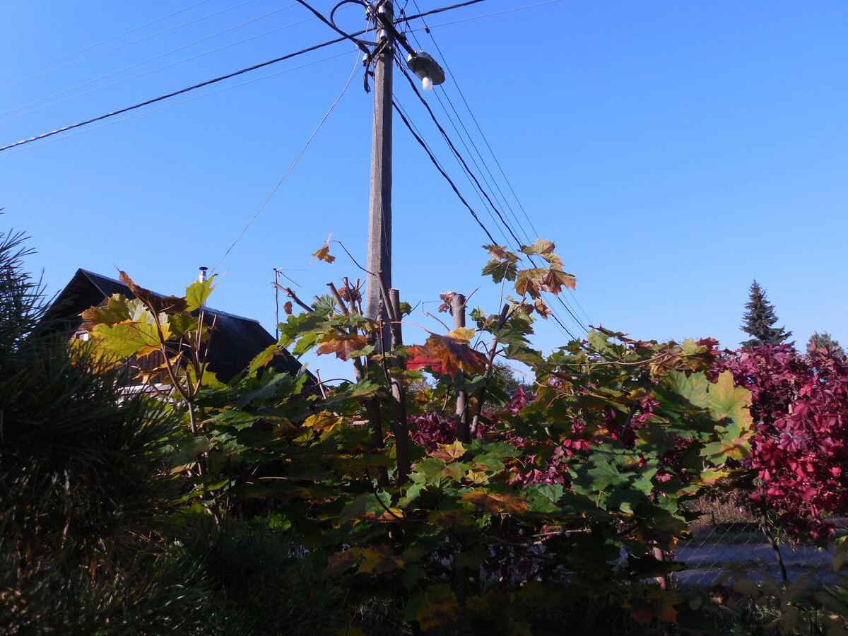 Тут секатором не обошлось, самые толстые ветки пришлось пилить