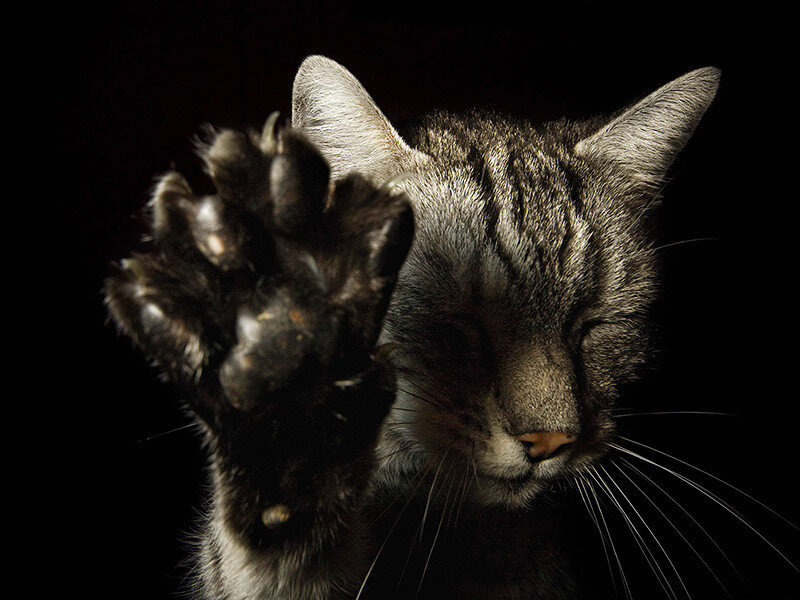 фото взято из источника Яндекс картинки