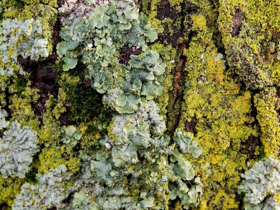 Фото: lisablountphotography.com