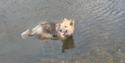 Мишаня купается летом в речке