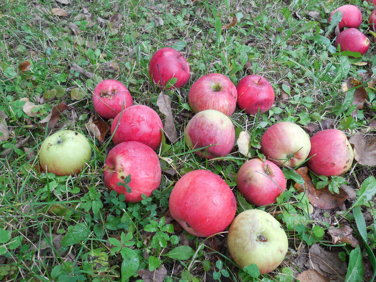 Ещё "шумят" в саду яблоки, когда созревают и падают на землю. Но у нас просто на мягкое падают. А у соседа на заброшенном участке - на остеклённую теплицу. Вот это точно "ОЙ", всегда внезапно...