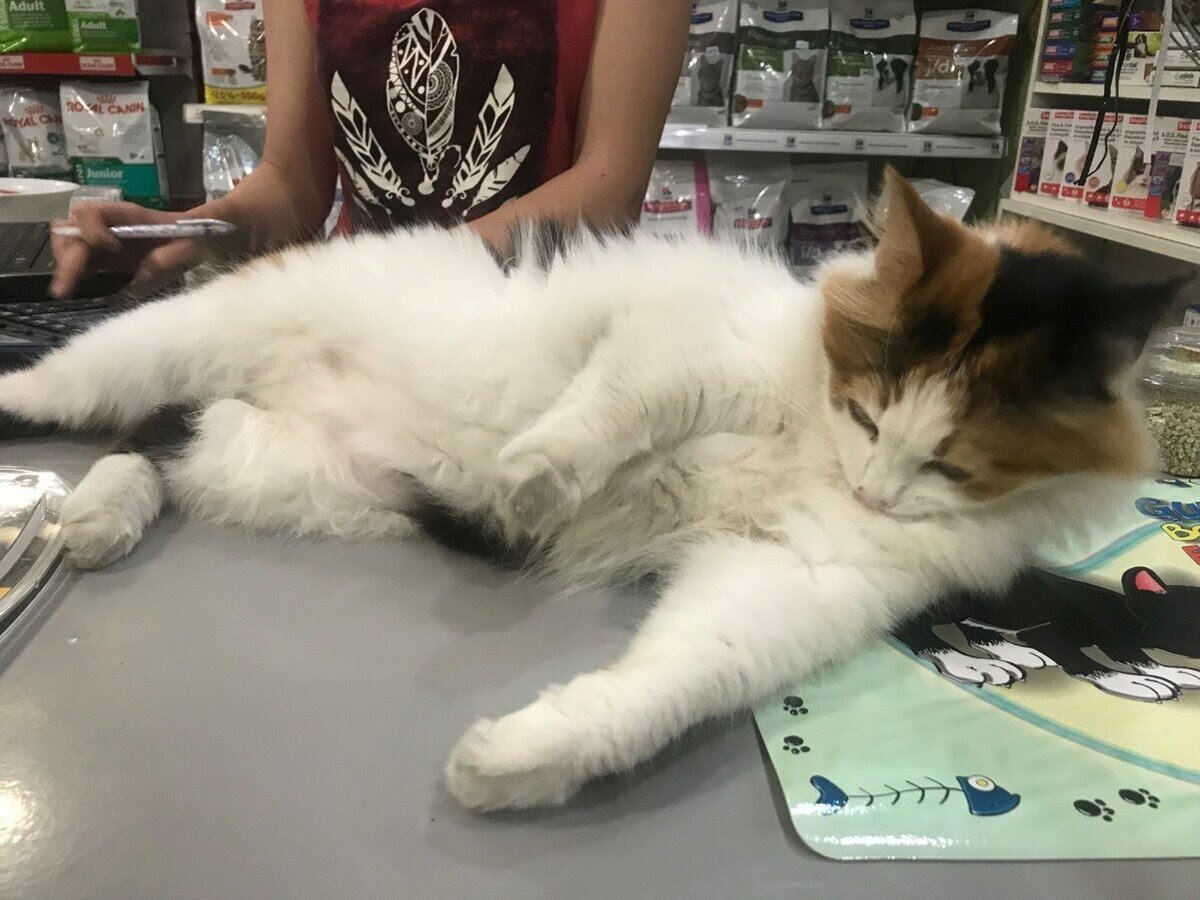 Кот Василий, фото из личного архива