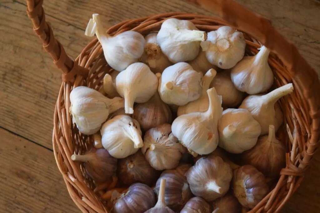 Урожай чеснока в корзине