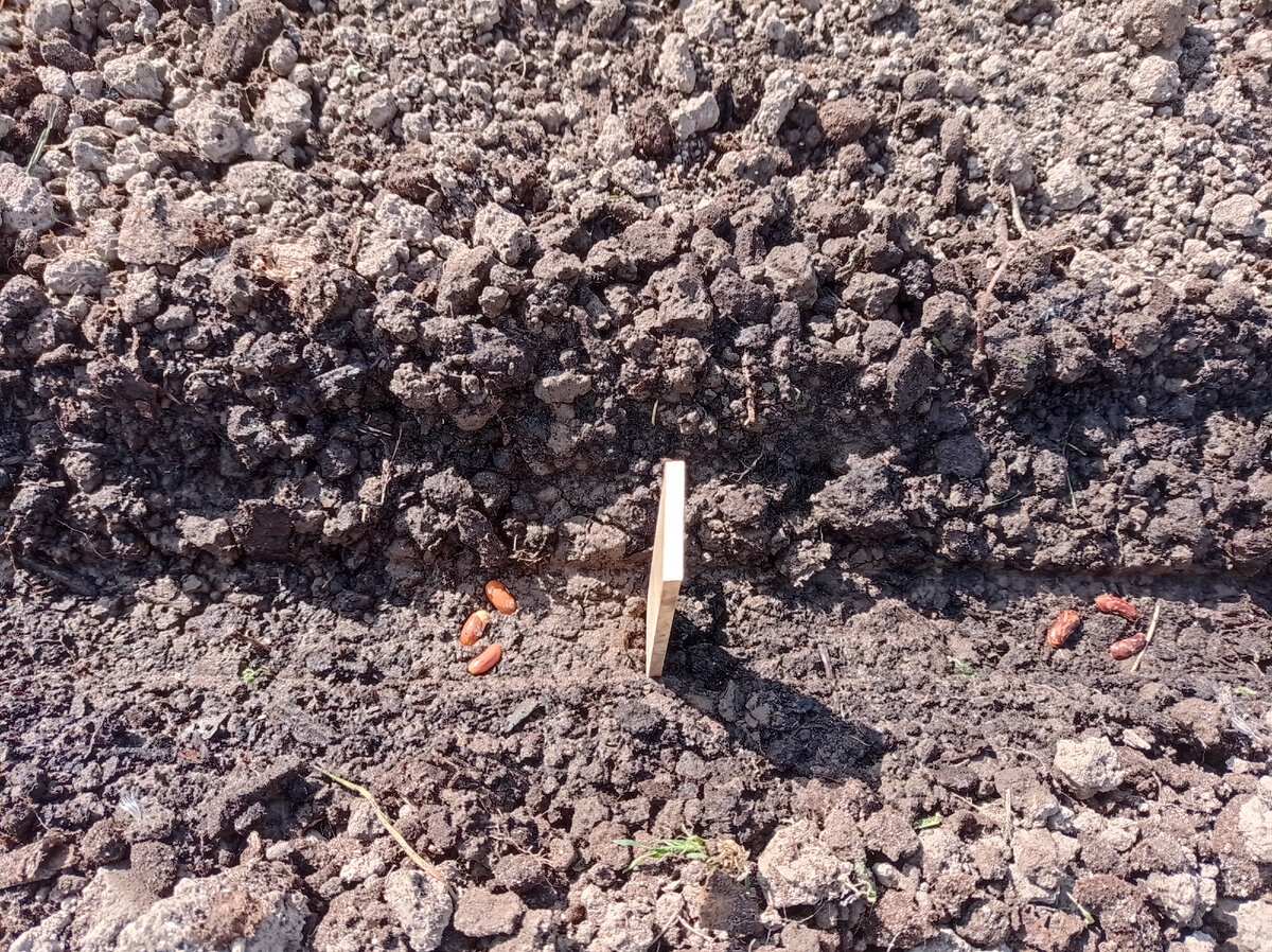 Это одна из посадок на прошлой неделе - спаржевая фасоль. Как-то она у меня очень плохо всходила и я стала класть в одну лунку по три фасолины - лучше потом удалю лишние.