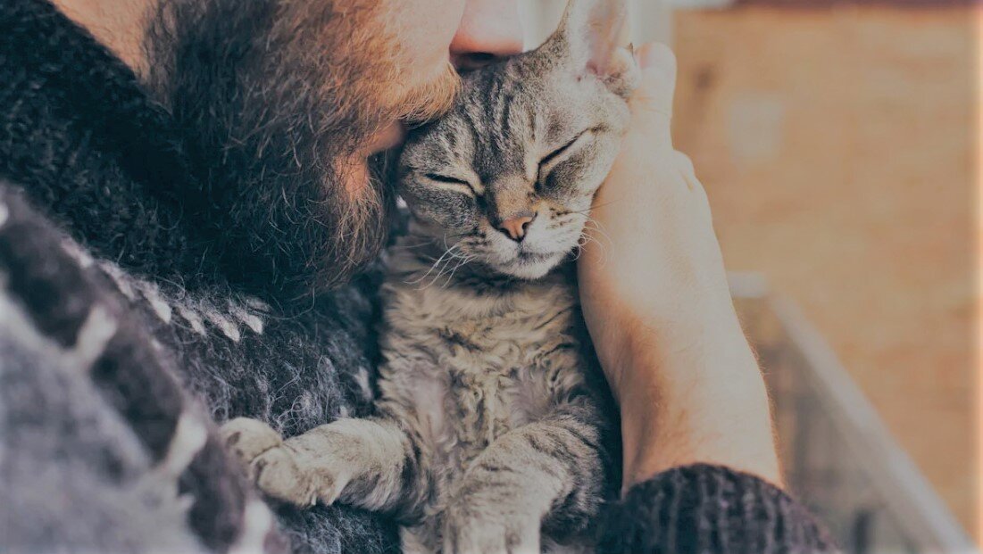 Почему кошки любят мужчин больше, чем женщин | Домашние кошки | Дзен
