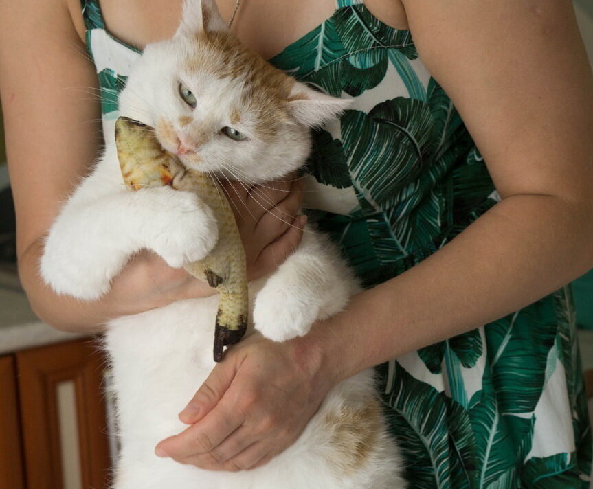 Фото котика  из группы "Четыре лапки" (Брянск)