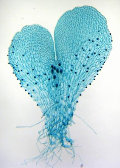 Фото: Википедия