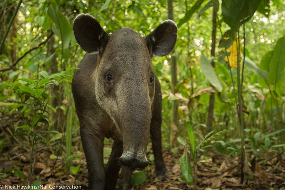 Центральноамериканский тапир (лат. Tapirus bairdii). Отличительной чертой являются кремовые щёчки.