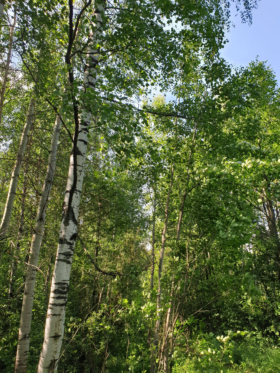 Родной пейзаж