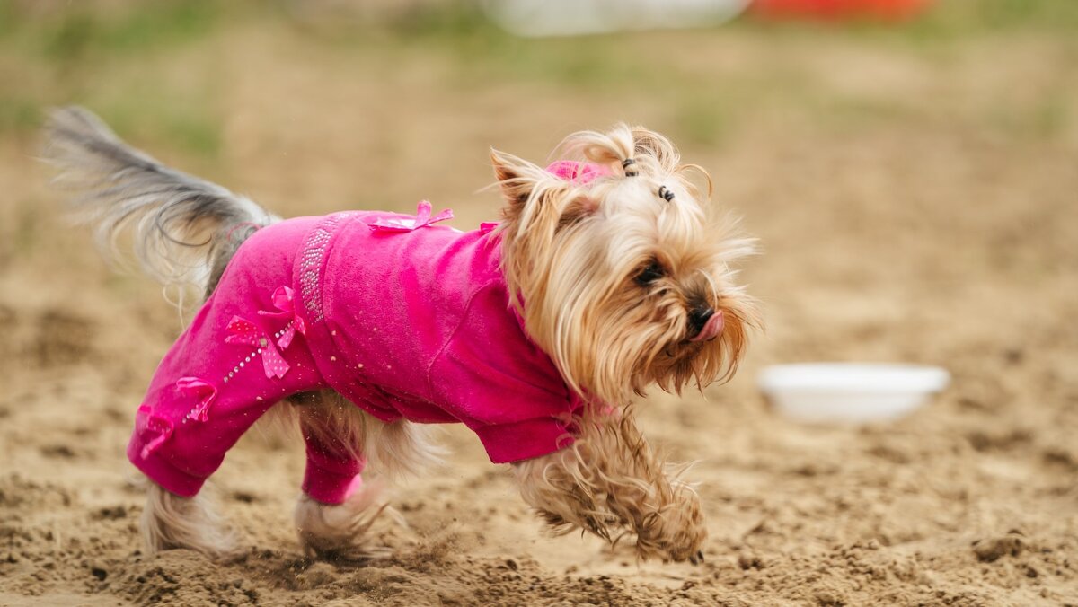    Югорчан приглашают обсудить обращение с животными