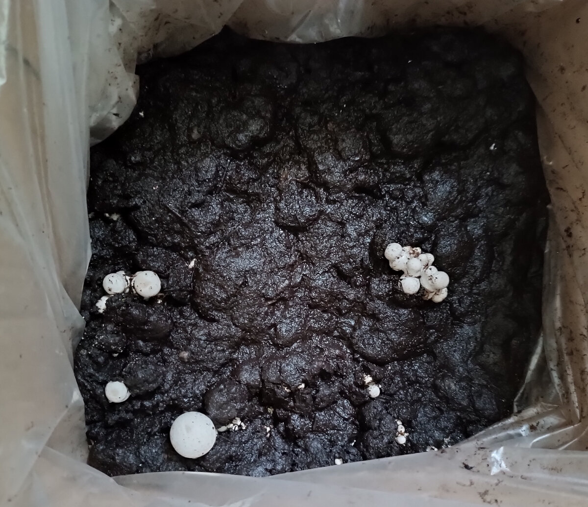 26 августа, шампиньоны лезут гроздьями, как опята 😊