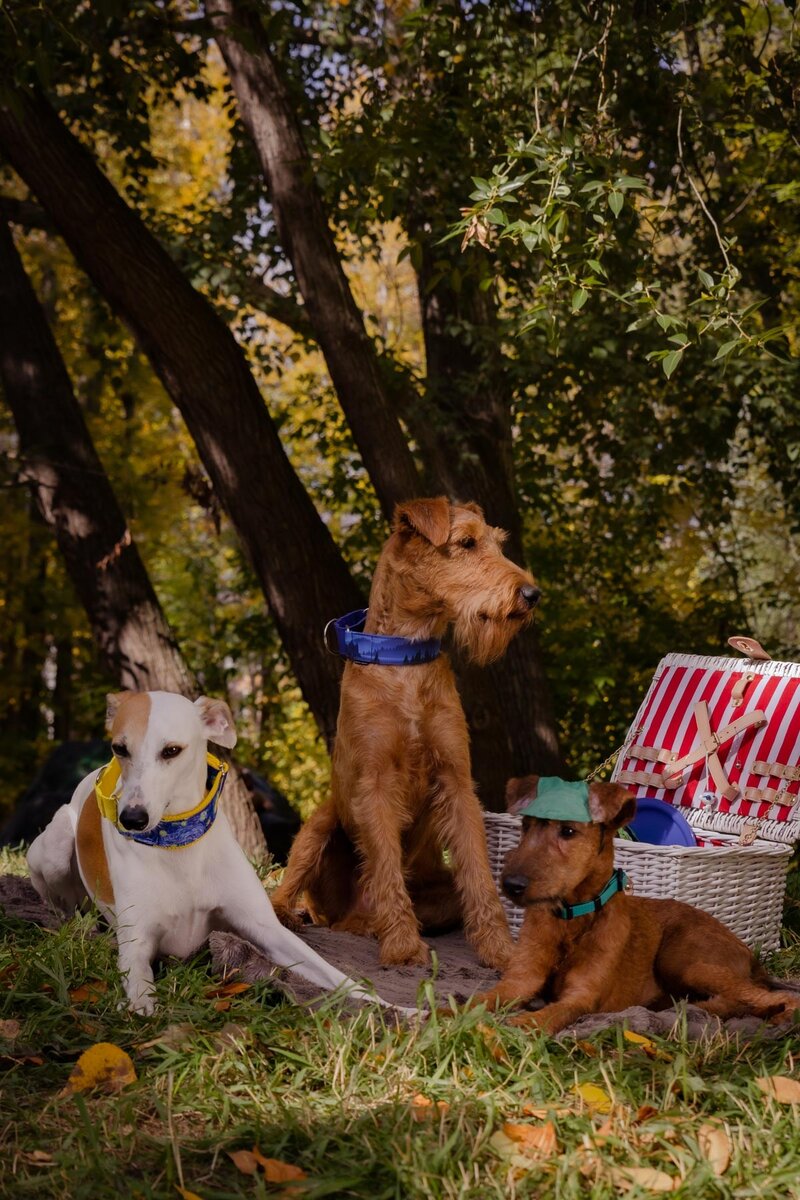 Угадайте, какая из собачек с висячими ушками имелась в виду))