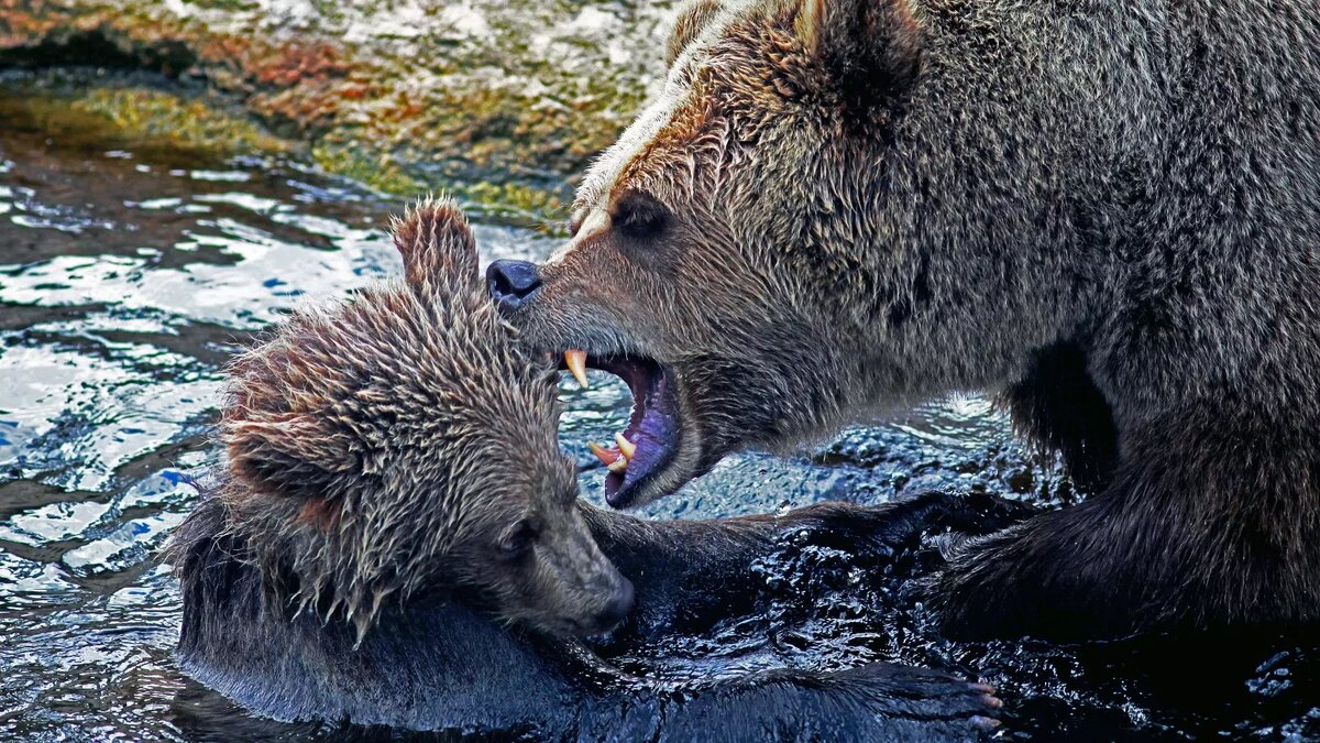     Жители Хакасии заметили медведицу с медвежонком в Черемушках — об этом местные жители рассказали в соцсетях.