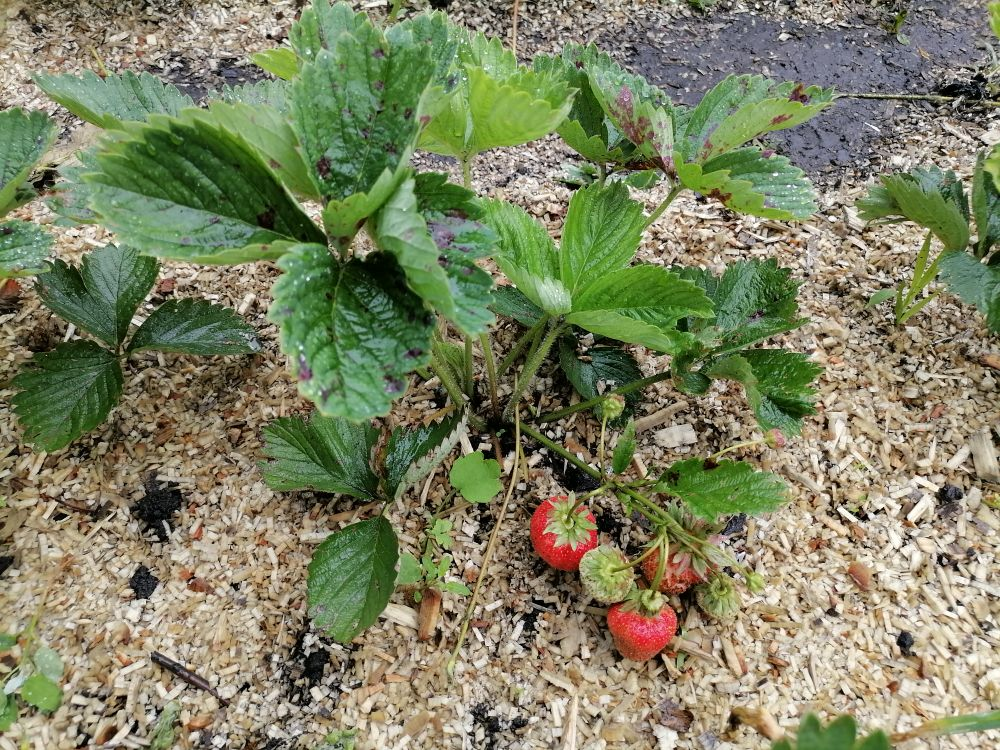 Мульча из мелкой стружки под земляникой, фото автора
