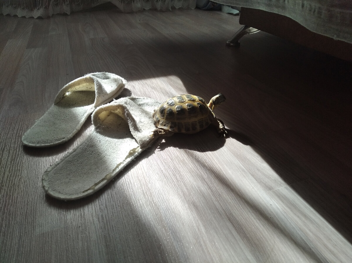 Моя черепаха.