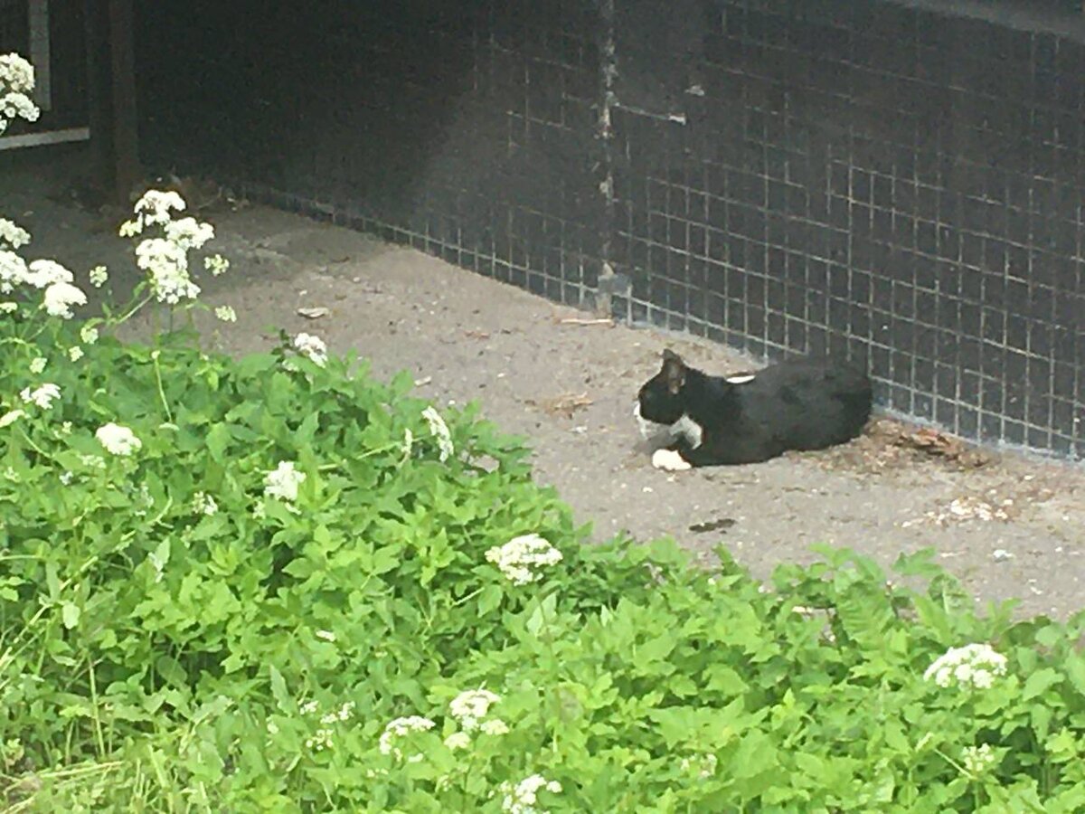 Кошка