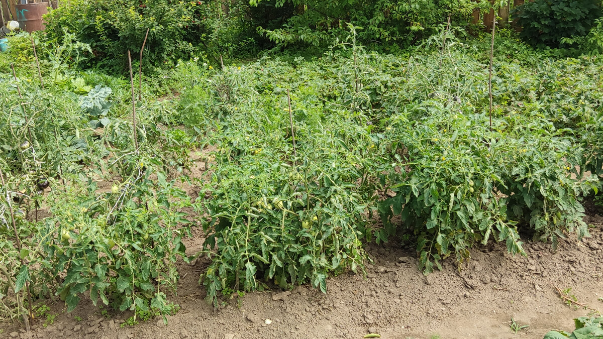 Томаты не окучиваю, но формирую бортики, чтобы вода при поливе не вытекала за пределы грядки. 