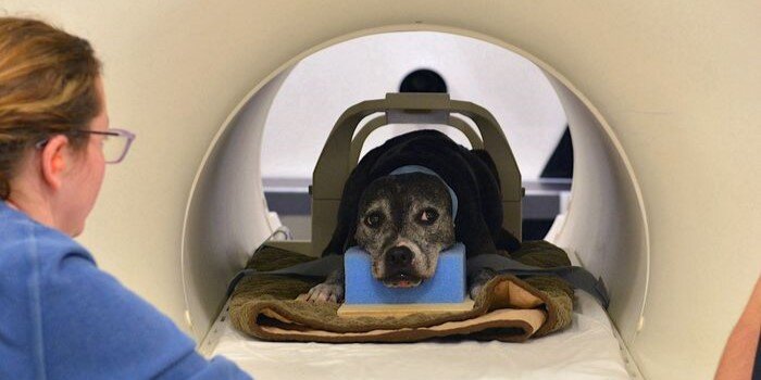 Собака Дейзи во время эксперимента. Изображение: Emory Canine Cognitive Neuroscience Lab📷
