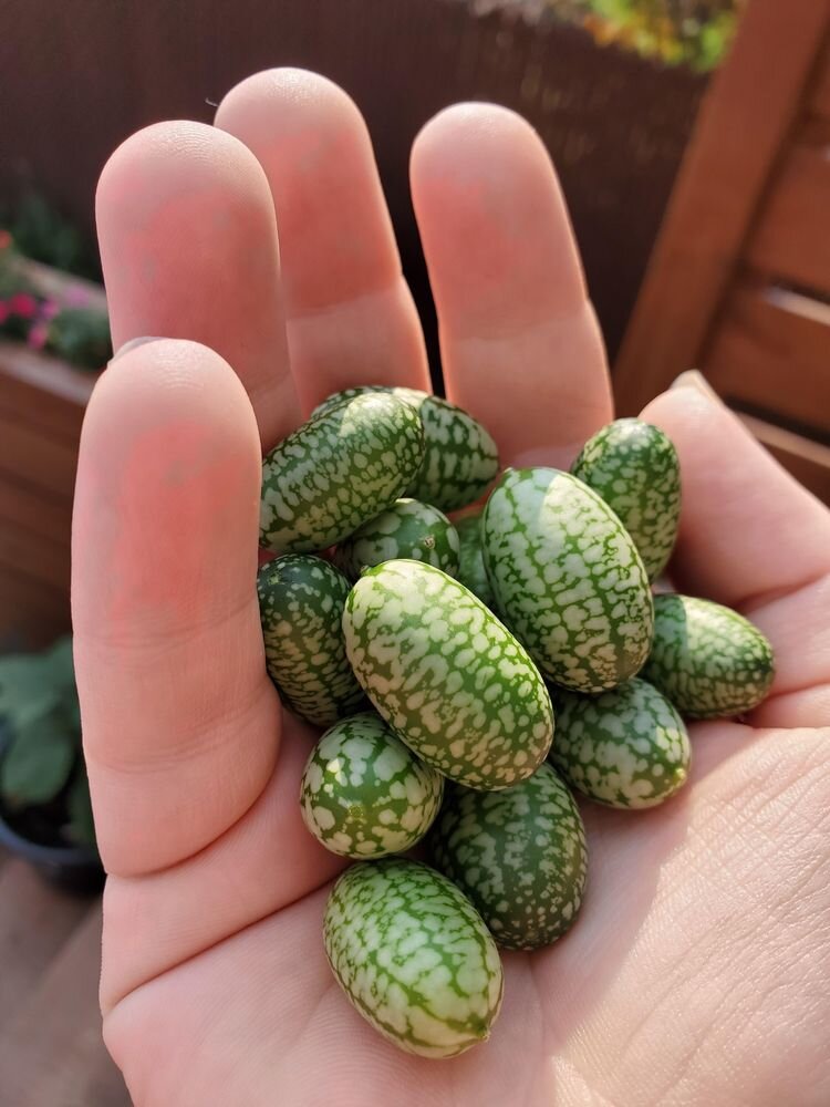 Источник: https://www.reddit.com/r/gardening/comments/oz6aun/best_snack_ever_cucamelons