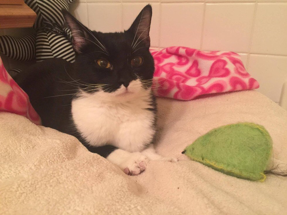 Кот. Источник фото: https://www.sunnyskyz.com/uploads/2017/02/mkp6f-paw4.jpg