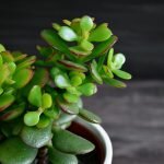    источник фото - domashniecvety.ru admin