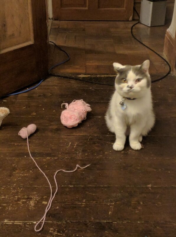 Робин. Источник фото: https://www.iizcat.com/post/4710/She-looked-down-to-see-her-proud-cat-present-her-with-gifts-that-he-stole-from-another-house-