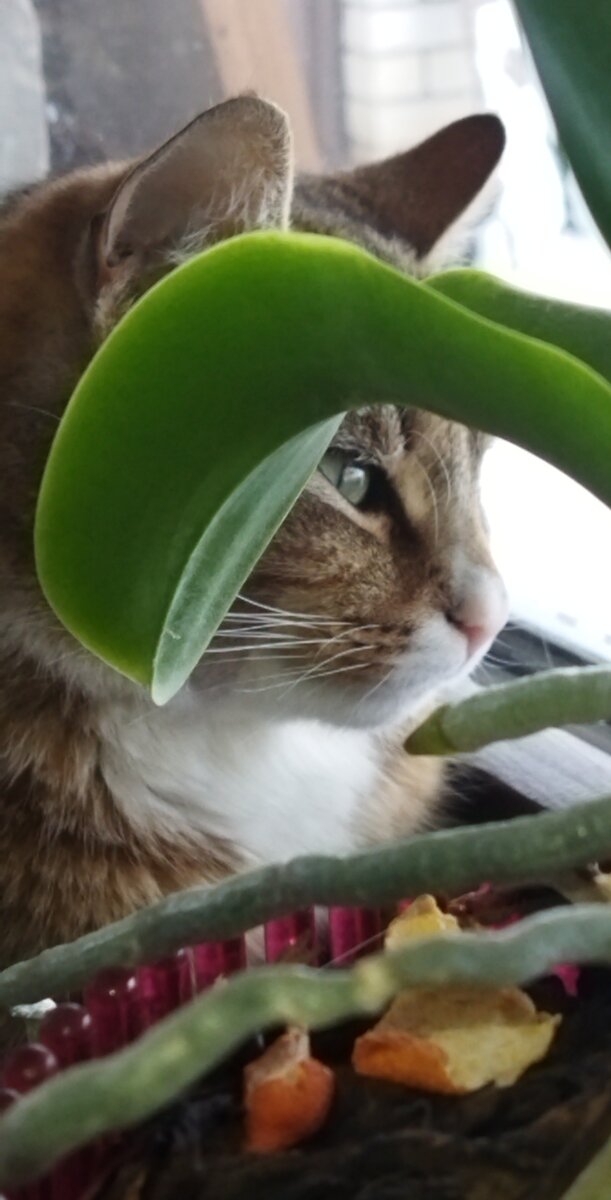 «Медленно открываю глаза. И не вздохнуть. И не поверить увиденному – РЯДОМ ТЫ. Еще спишь. Вольно разметавшись во сне. Тёплая, доверчивая, трепетная – прильнула к моему плечу. В лёгкой дымке накидки. Мой идеал Женщины –МОЯ НЕИЗБЫВНАЯ ЛЮБОВЬ… Но сейчас, по тонко разыгранной Ошибке НЕБЕС, - ТЫ здесь. Чувствую дыхание, едва улавливаю неповторимый аромат тела, едва ощутимая и всепоглощающая власть Женщины! Свыше назначенной тебе. И не встреченной в единственно короткий миг, отведённый Вселенной.
Сдерживая неровное дыхание, осторожно ласкаю тебя взглядом: долго-долго, бережно… нежно… А мысли – вожделение, жадные, тонущие в бесконечной ласке и нежности – уже не удержать… И снова эта боль надежды: - Однажды сон продлится …»